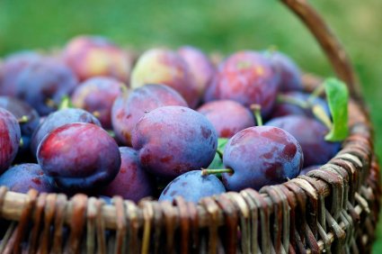 Prunes Premium – Image 2